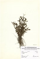 藏品(向天盞)的圖片
